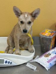 Shelter Stray Female Dog last seen Via Altos & Arbor dr, 75150, TX, 1650 Gross Rd, Mesquite, TX 75149, USA