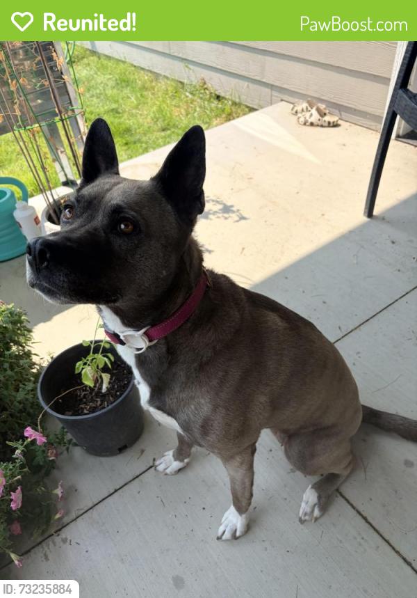 Reunited Female Dog last seen Highway 28, near Road 19th NW, Lakeview, WA 98851
