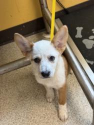 Shelter Stray Female Dog last seen Via Altos & Arbor dr, 75150, TX, 1650 Gross Rd, Mesquite, TX 75149, USA