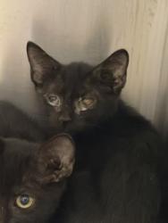 Shelter Stray Male Cat last seen Near Robinhood Blvd, 75149, TX, 1650 Gross Rd, Mesquite, TX 75149, USA