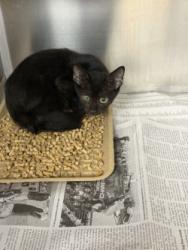 Shelter Stray Female Cat last seen Near Robinhood Blvd, 75149, TX, 1650 Gross Rd, Mesquite, TX 75149, USA
