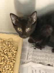 Shelter Stray Male Cat last seen Near Robinhood Blvd, 75149, TX, 1650 Gross Rd, Mesquite, TX 75149, USA