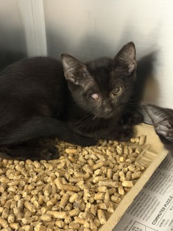 Shelter Stray Male Cat last seen Near Robinhood Blvd, 75149, TX, 1650 Gross Rd, Mesquite, TX 75149, USA