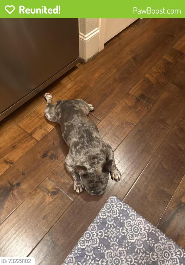 Reunited Male Dog last seen Cane Island in the Quail Park subdivision, Katy, TX 77493