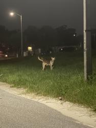 Found/Stray Unknown Dog last seen nature trail, Bayonet Point, FL 34668