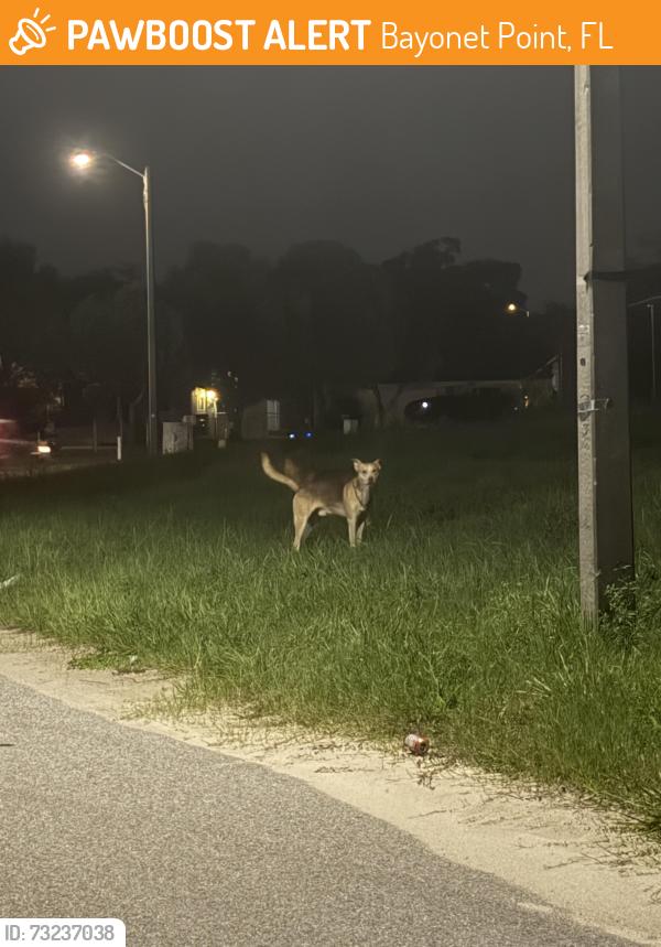 Found/Stray Unknown Dog last seen nature trail, Bayonet Point, FL 34668