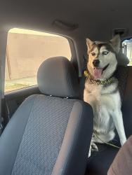 Reunited Male Dog last seen soto and valley, Los Angeles, CA 90032