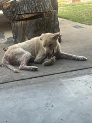 Found/Stray Male Dog last seen 31st and 129th, Tulsa, OK 74129