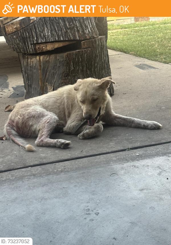 Found/Stray Male Dog last seen 31st and 129th, Tulsa, OK 74129