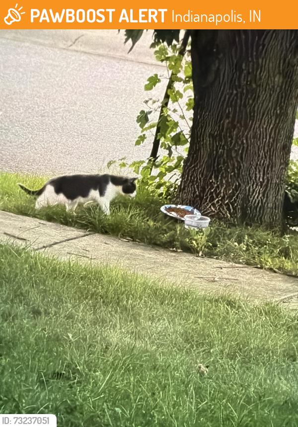 Found/Stray Unknown Cat last seen 52nd and High School, Indianapolis, IN 46254