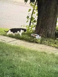 Found/Stray Unknown Cat last seen 52nd and High School, Indianapolis, IN 46254
