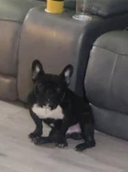 Reunited Male Dog last seen Near David rd, Hampton, GA 30228