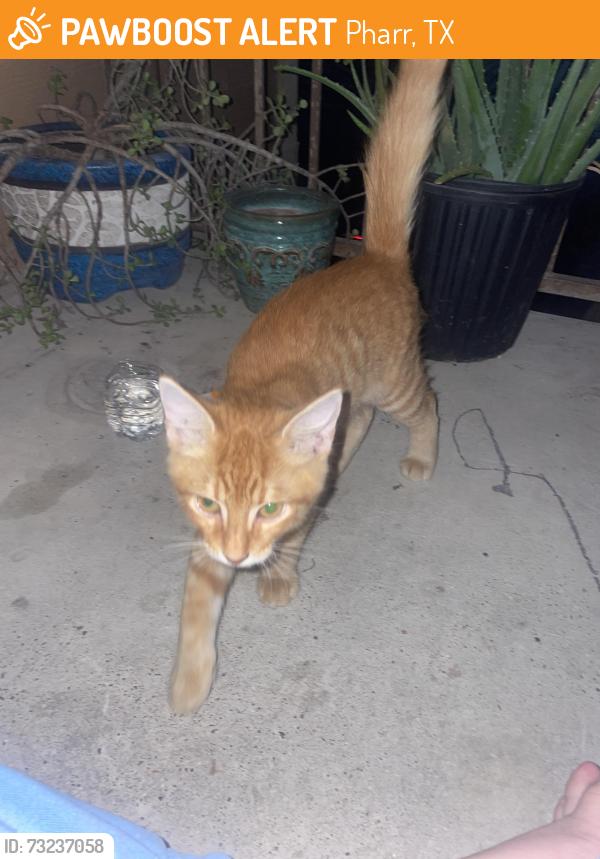 Found/Stray Male Cat last seen Near E Thomas Pharr tx, Pharr, TX 78577