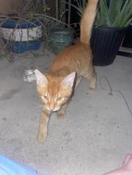Found/Stray Male Cat last seen Near E Thomas Pharr tx, Pharr, TX 78577