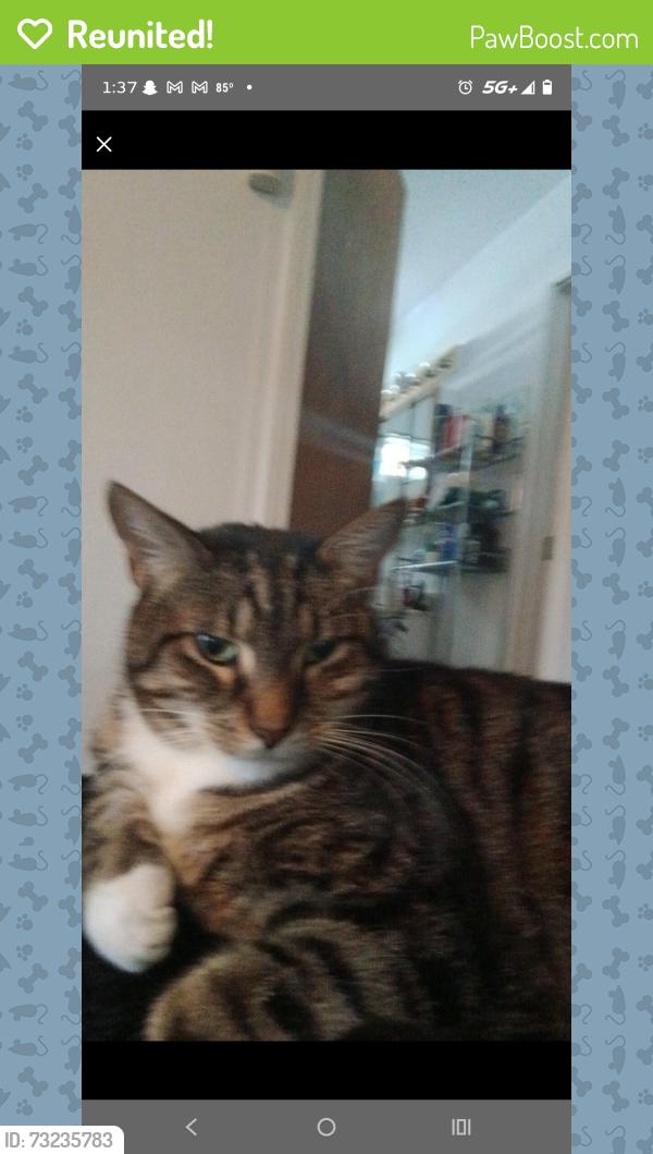 Reunited Male Cat last seen Juanipero way, Medford, OR 97504