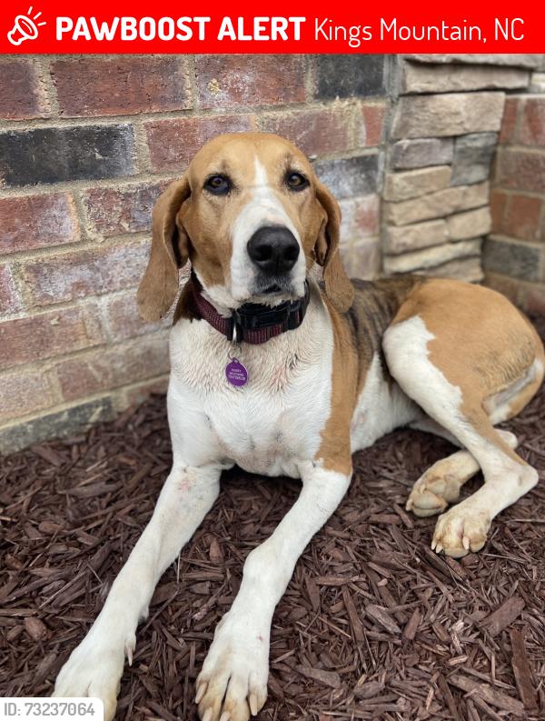 Lost Female Dog last seen Near / chestnut ridge rd - kings mountain, Kings Mountain, NC 28016