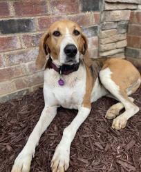Lost Female Dog last seen Near / chestnut ridge rd - kings mountain, Kings Mountain, NC 28016