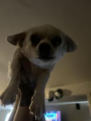 Lost Male Dog last seen Owens and Washington, Las Vegas, NV 89101