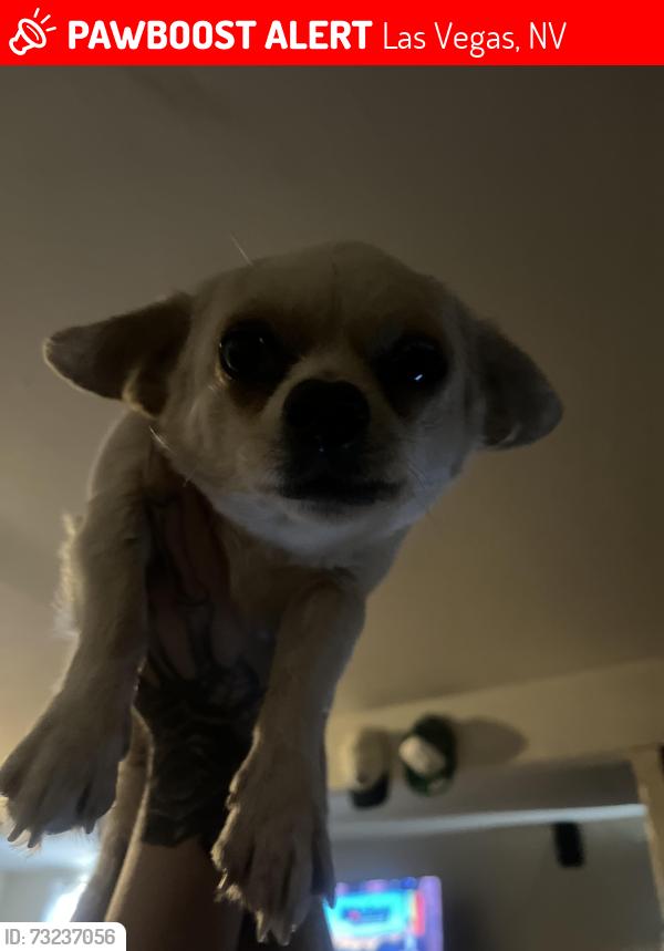 Lost Male Dog last seen Owens and Washington, Las Vegas, NV 89101