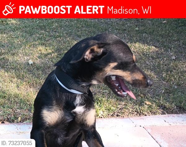 Lost Female Dog last seen Lincoln Ave & Madison street, Madison, WI 53715