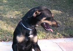 Lost Female Dog last seen Lincoln Ave & Madison street, Madison, WI 53715