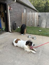 Found/Stray Male Dog last seen Near pl s and S 87th east ave. Bixby, Bixby, OK 74008