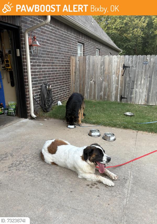 Found/Stray Male Dog last seen Near pl s and S 87th east ave. Bixby, Bixby, OK 74008