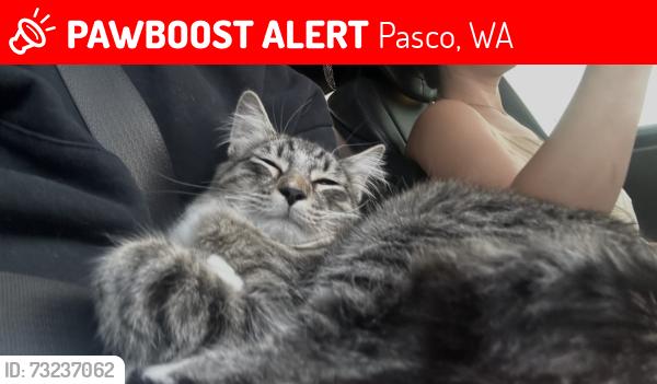 Lost Male Cat last seen Near Washougal Ln Pasco, WA 99301 United States, Pasco, WA 99301