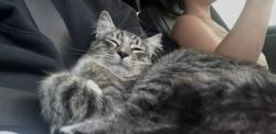 Lost Male Cat last seen Near Washougal Ln Pasco, WA 99301 United States, Pasco, WA 99301