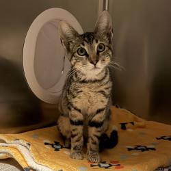 Shelter Stray Female Cat last seen Near E San Ysidro Boulevard, San Diego, CA, 92173, 5500 Gaines St, San Diego, CA 92110, USA