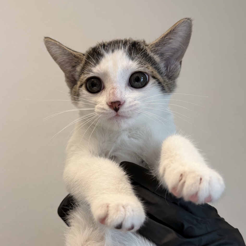 Shelter Stray Female Cat last seen Mesa College Drive, San Diego, CA, 92111, 5500 Gaines St, San Diego, CA 92110, USA