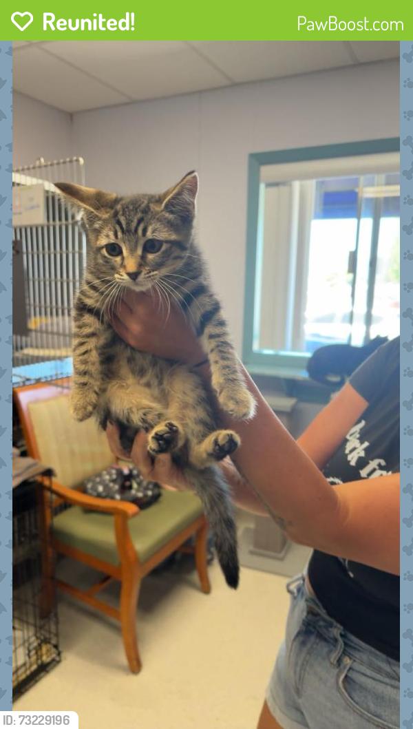 Reunited Female Cat last seen Mick Andrew, Medford, OR 97504