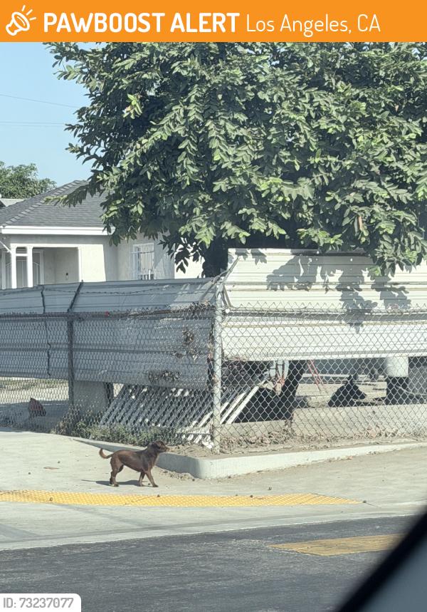 Found/Stray Unknown Dog last seen 105th street watts, Los Angeles, CA 90002