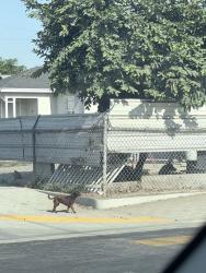 Found/Stray Unknown Dog last seen 105th street watts, Los Angeles, CA 90002