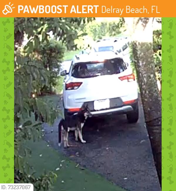 Found/Stray Unknown Dog last seen Fern ln in Delray shores, Delray Beach, FL 33445