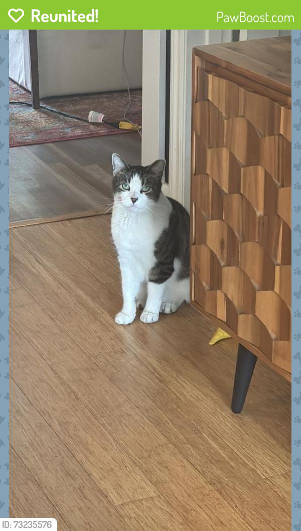 Reunited Male Cat last seen Atchison Street between Hill & Sierra Bonita, Pasadena, CA 91104