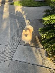 Lost Male Dog last seen Florence and converse, Los Angeles, CA 90001
