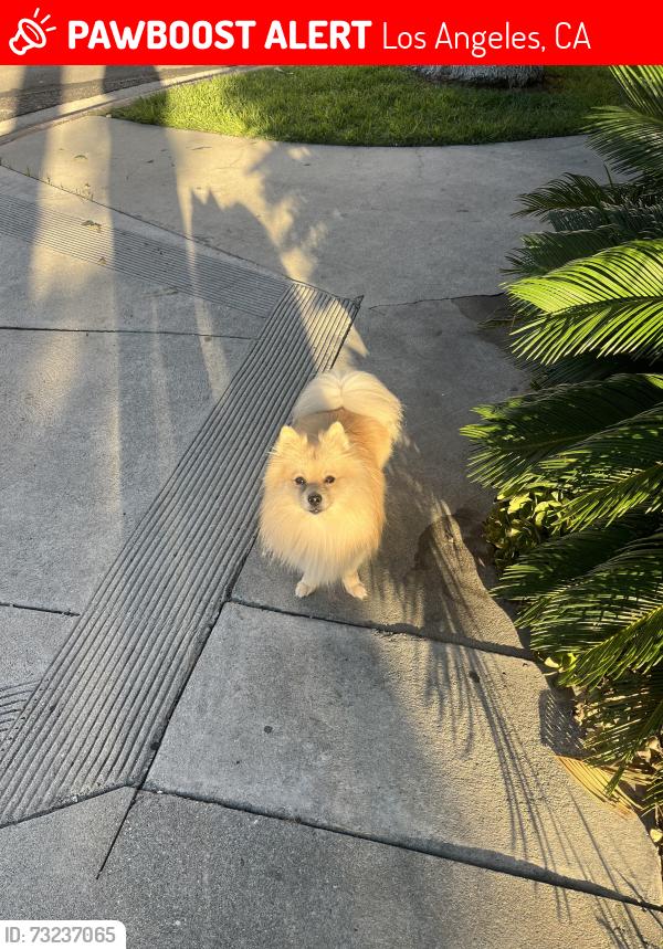 Lost Male Dog last seen Florence and converse, Los Angeles, CA 90001