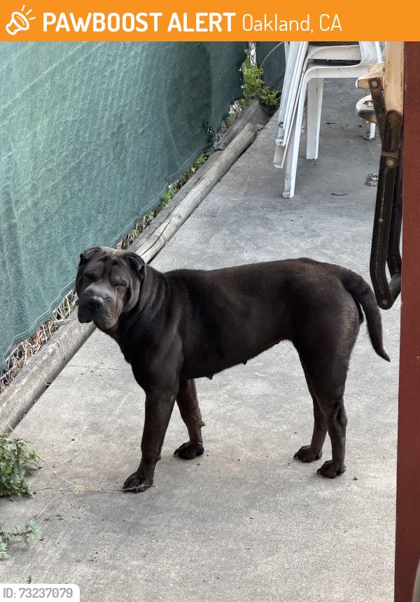 Found/Stray Female Dog last seen Lisbon and 9th street, Oakland, CA 94601