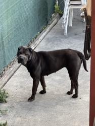 Found/Stray Female Dog last seen Lisbon and 9th street, Oakland, CA 94601