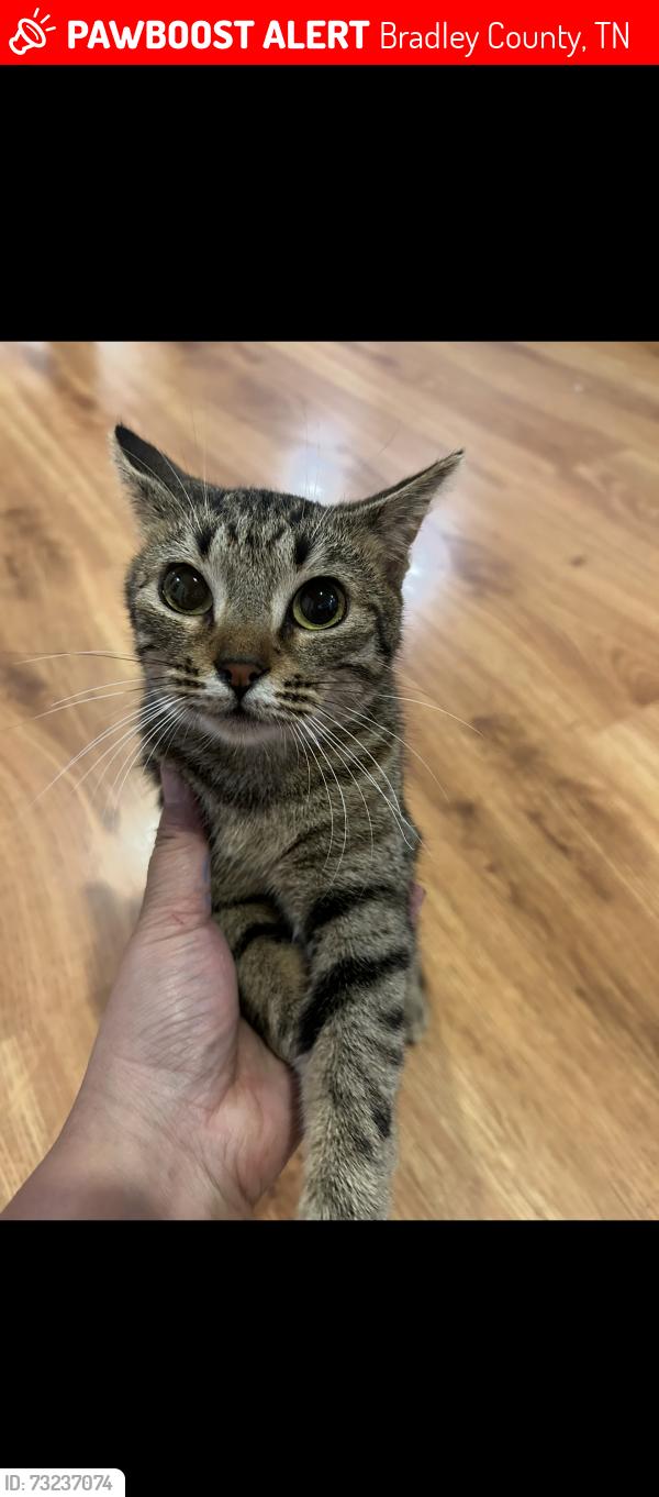 Lost Female Cat last seen Red Clay State Park, Bradley County, TN 37311