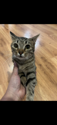 Lost Female Cat last seen Red Clay State Park, Bradley County, TN 37311