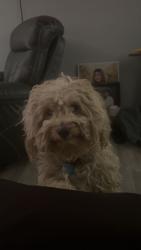 Lost Male Dog last seen 70th and Galapago st, Twin Lakes, CO 80221