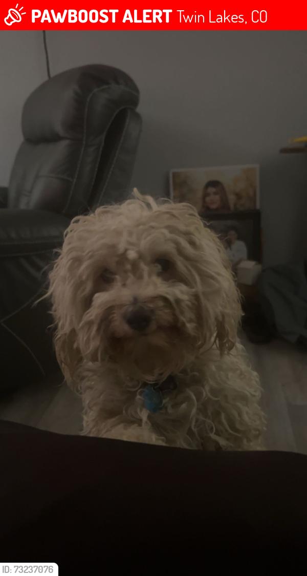 Lost Male Dog last seen 70th and Galapago st, Twin Lakes, CO 80221