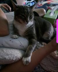 Lost Female Cat last seen S Crenshaw Rd & Truman, Independence, MO 64057