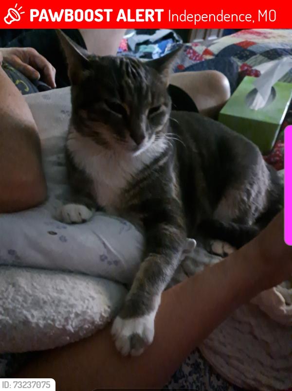 Lost Female Cat last seen S Crenshaw Rd & Truman, Independence, MO 64057