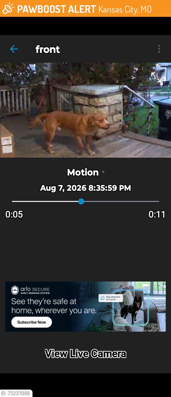 Found/Stray Male Dog last seen Near cypress ave, Kansas City, MO 64127