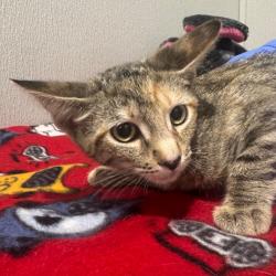 Shelter Stray Female Cat last seen , 3607 N Armenia Ave, Tampa, FL 33607, USA