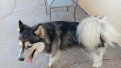 Reunited Unknown Dog last seen Tumbleweed and Gazebo, Hemet, CA 92545