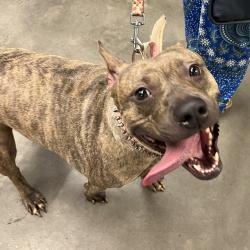 Shelter Stray Female Dog last seen , 3607 N Armenia Ave, Tampa, FL 33607, USA